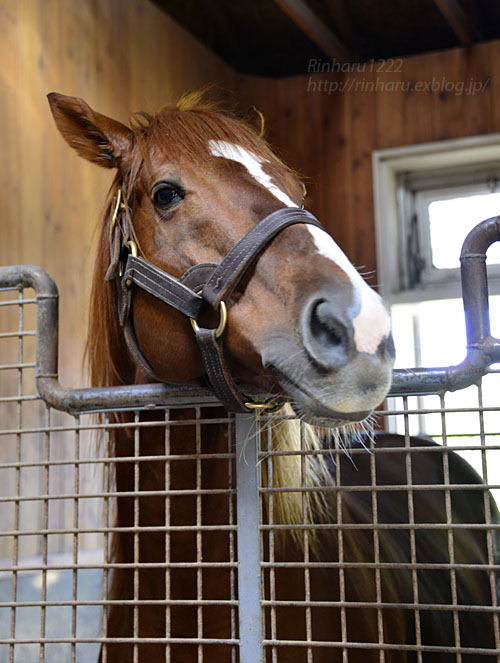 17 10 6 社台スタリオンステーション オルフェーヴル Orfevre 青空に浮かぶ月を眺めながら