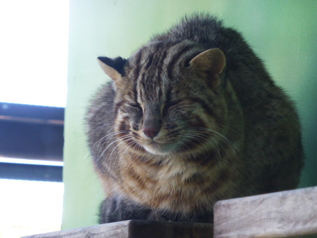 2016&2017 名古屋旅行記 【東山動物園】_e0237625_16191864.jpg