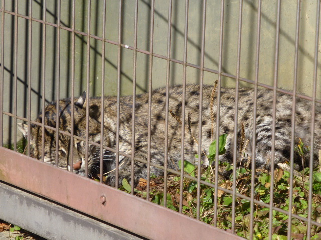 2016&2017 名古屋旅行記 【東山動物園】_e0237625_16304847.jpg