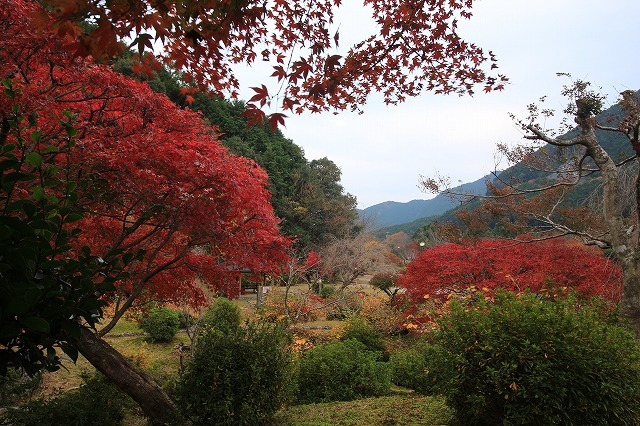 紅葉の種まき権兵衛の里　（その2）（撮影：11月30日）_e0321325_10272490.jpg