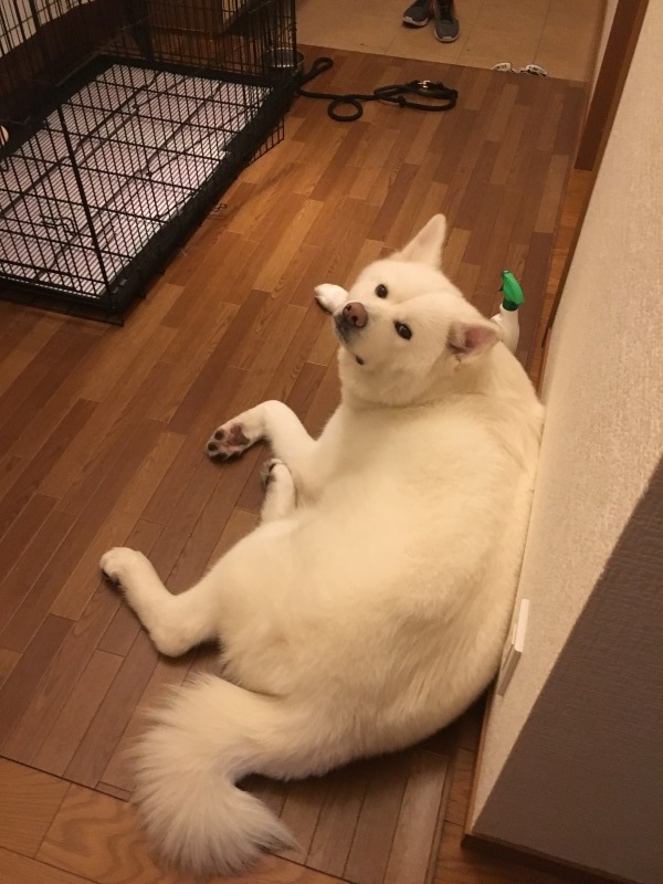 e0364035_10273151.jpeg