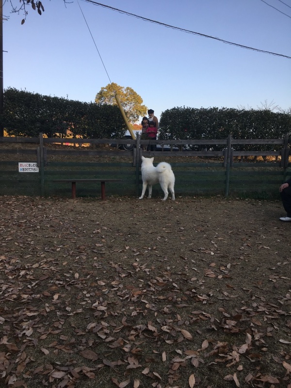 e0364035_20331955.jpeg