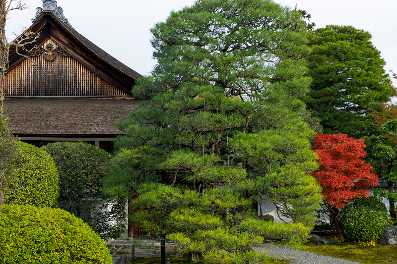 京都の紅葉2017 桂春院と妙心寺の塔頭の紅葉_f0155048_2320552.jpg