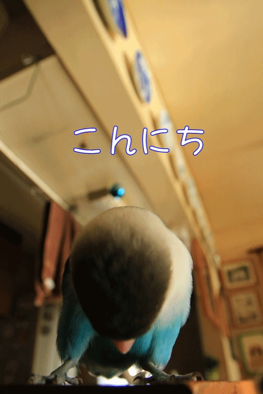 c0145250_09305347.gif