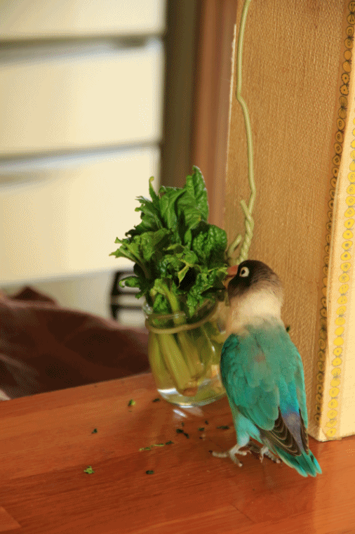 c0145250_09311147.gif