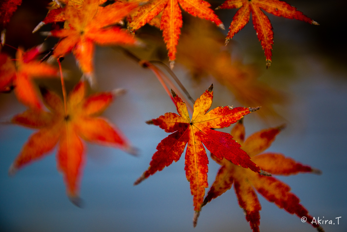 京都の紅葉 2017 〜19〜_f0152550_18545378.jpg