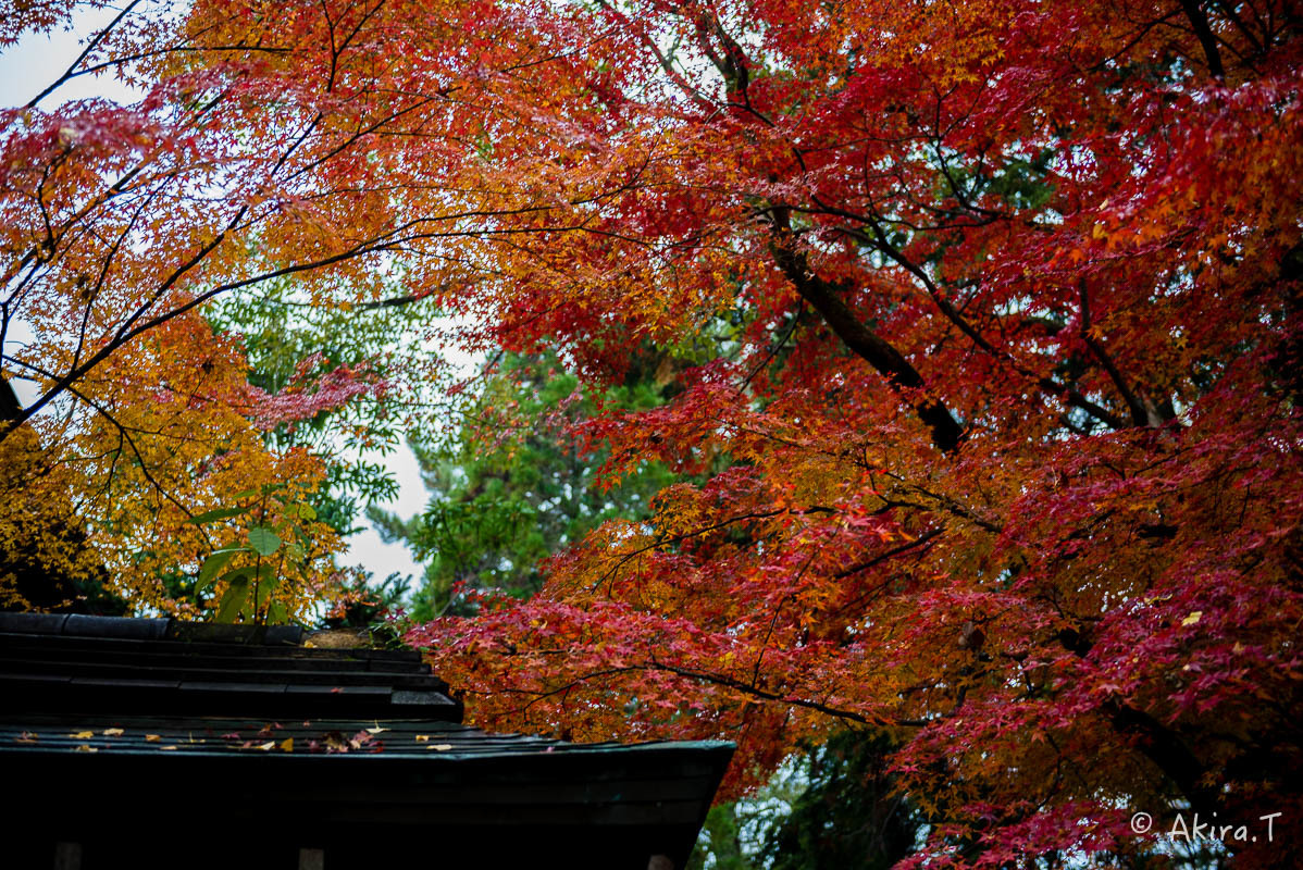 京都の紅葉 2017 〜20〜_f0152550_22480229.jpg