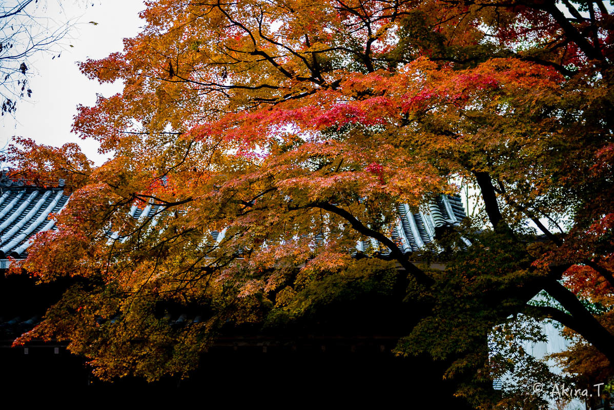 京都の紅葉 2017 〜20〜_f0152550_22480969.jpg