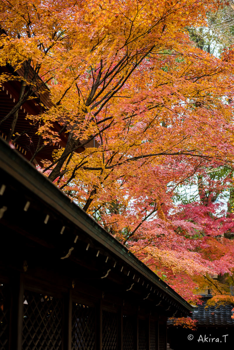 京都の紅葉 2017 〜20〜_f0152550_22483091.jpg