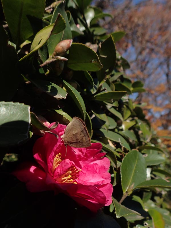 c0045352_20152243.jpg