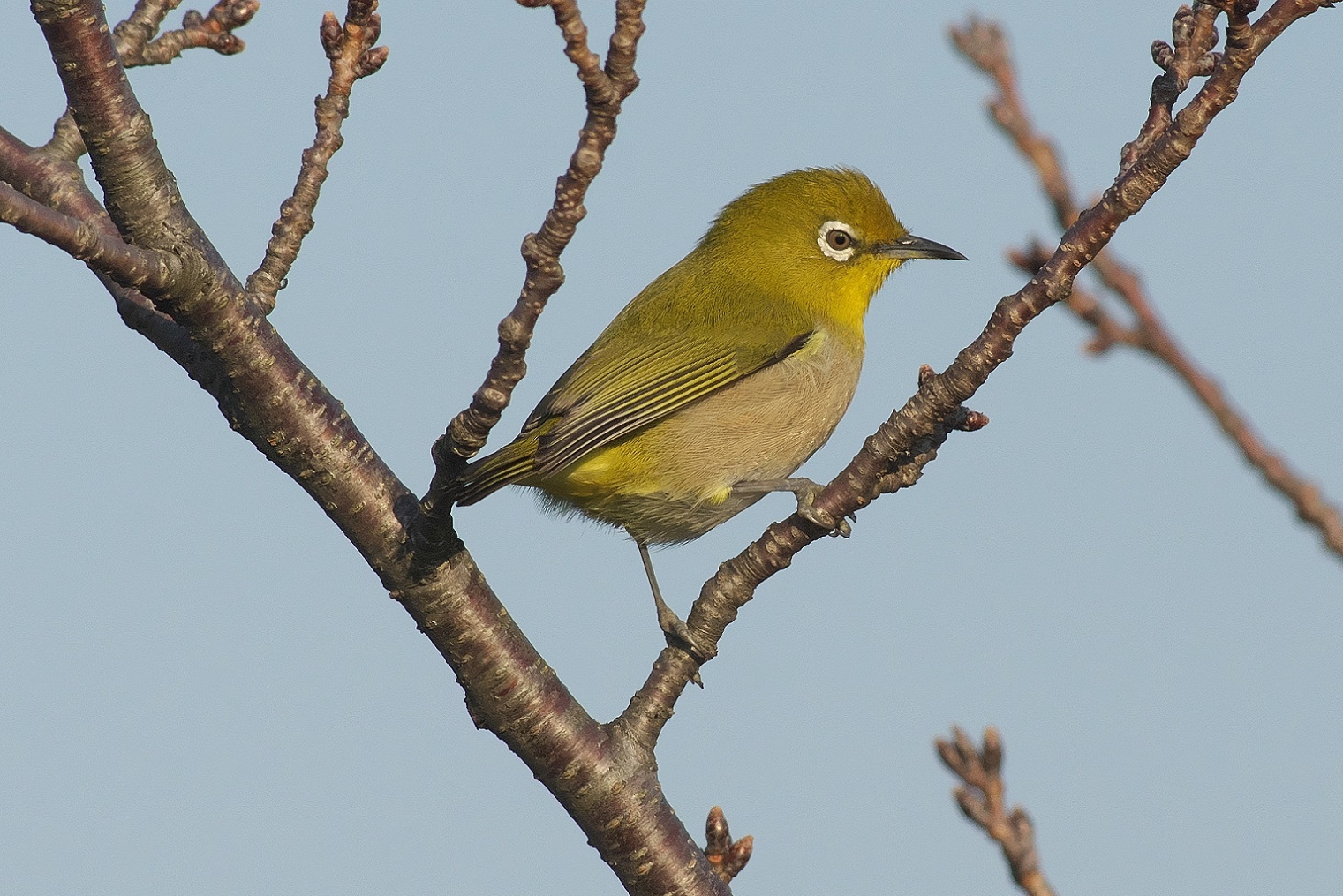 メジロとウグイス 近隣の野鳥を探して