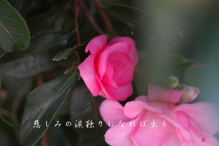 f0379160_15030389.jpg