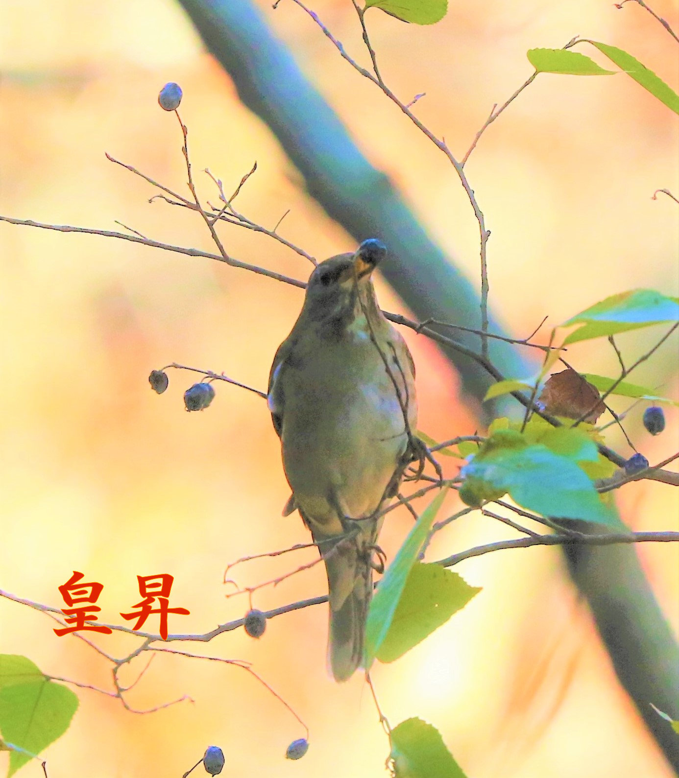 トラの次は私です　鳴くからここにいるのを見つけて、撮ってっよ　カチカチ鳴いたよ、わかったね　それでは他の場所に行くよ。_d0370867_08182915.jpg