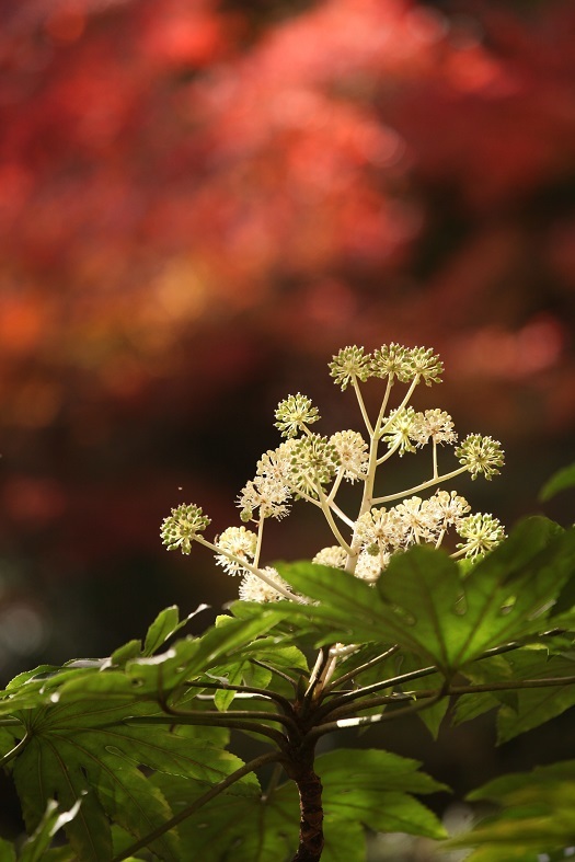 近場の紅葉１_e0304170_19142784.jpg