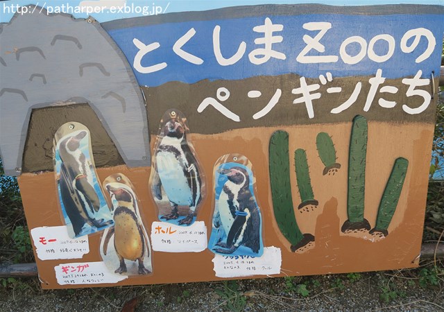 ２０１７年１１月　フンボルトペンギン＠とくしま動物園_a0052986_2332437.jpg