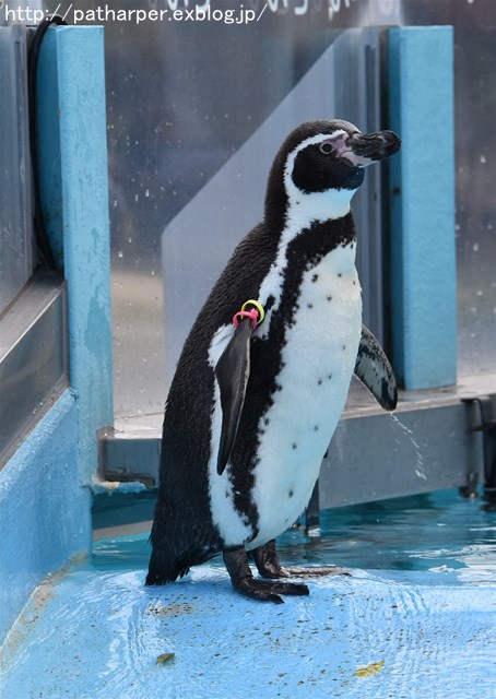 ２０１７年１１月　フンボルトペンギン＠とくしま動物園_a0052986_754765.jpg