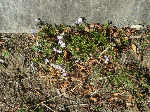 e0008887_11211809.jpg