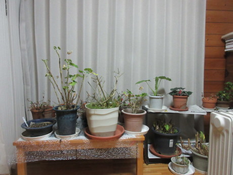 a0203003_19245139.jpg