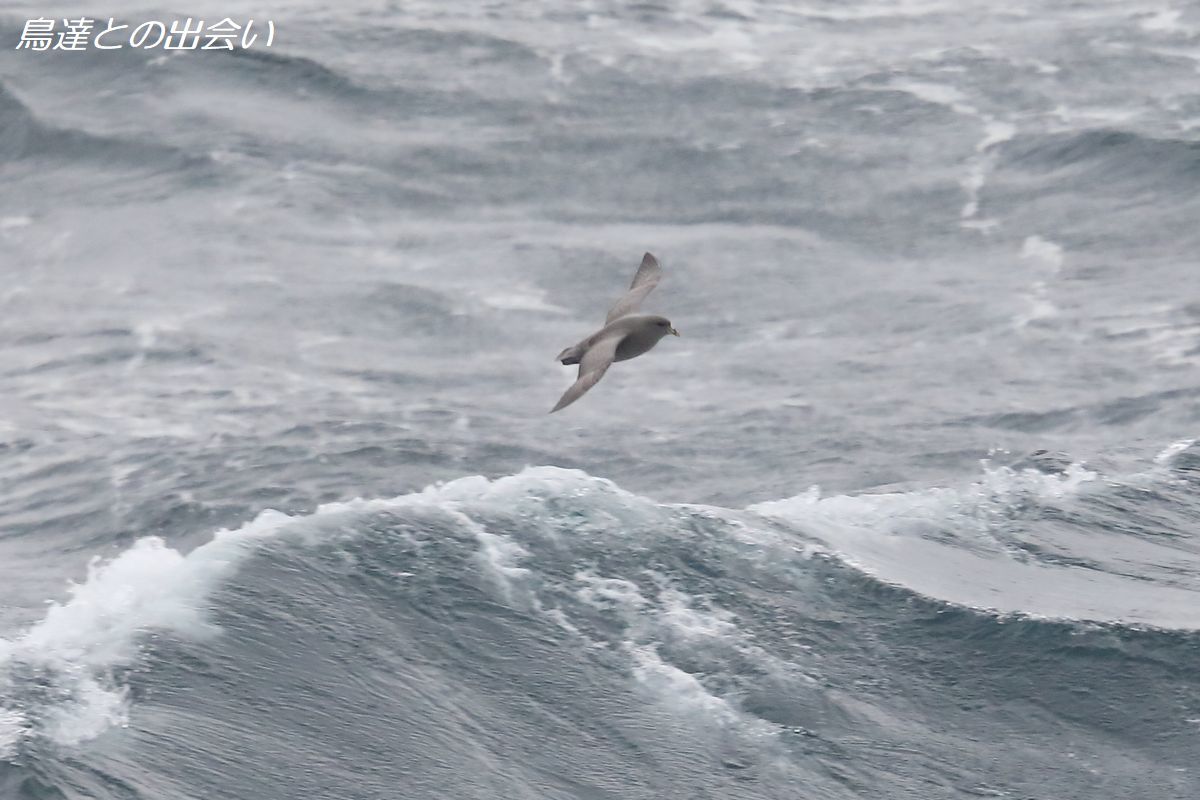 冬の苫小牧航路 ３ フルマカモメ Northern Fulmar ブログ鳥達との出会い