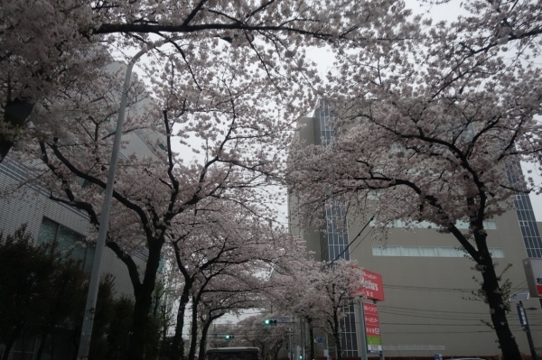 八柱や板橋などの桜（車窓から）（2017/4/8）_c0060927_12041777.jpg