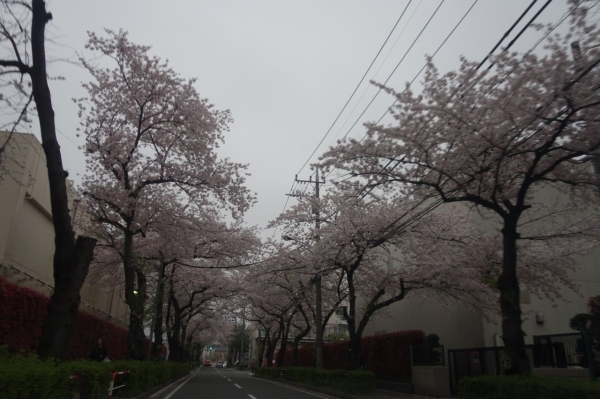 八柱や板橋などの桜（車窓から）（2017/4/8）_c0060927_12042340.jpg