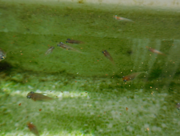 e0097534_15565854.jpg