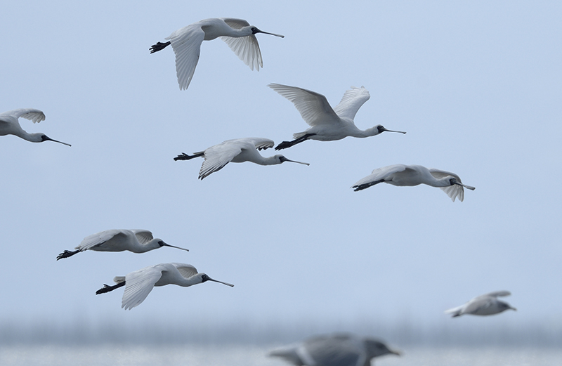 大授搦に行く……九州探鳥１_c0042548_13143127.jpg