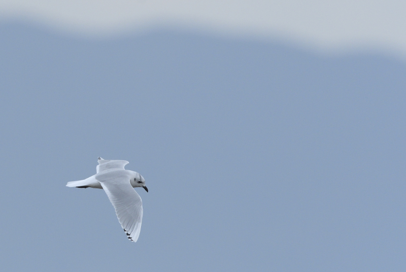 大授搦に行く……九州探鳥１_c0042548_13213737.jpg