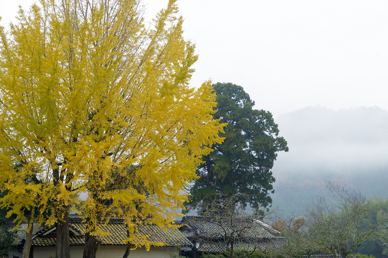 京都の紅葉2017 雨の摩氣神社_f0155048_2259092.jpg