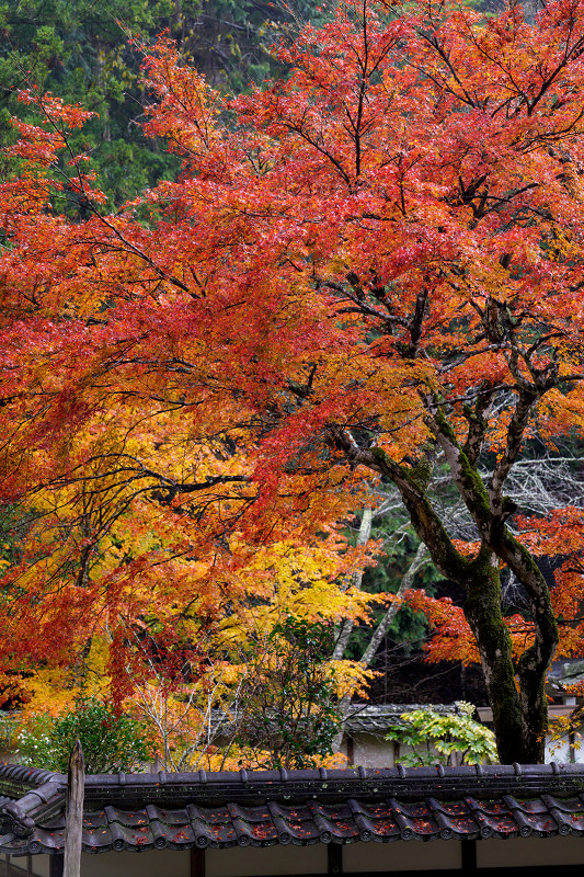 京都の紅葉2017 雨の摩氣神社_f0155048_23133318.jpg