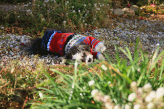 c0145250_15444790.gif