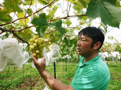 熊本ぶどう　社方園　トンネル式から連棟建てのハウスへ！徹底管理をして育てるための冬の作業の様子(前編)_a0254656_17092944.jpg