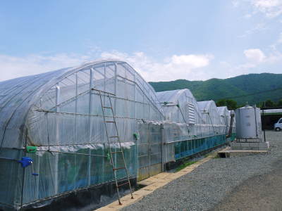 熊本ぶどう　社方園　トンネル式から連棟建てのハウスへ！徹底管理をして育てるための冬の作業の様子(前編)_a0254656_17411112.jpg