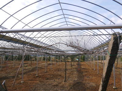 熊本ぶどう　社方園　トンネル式から連棟建てのハウスへ！徹底管理をして育てるための冬の作業の様子(前編)_a0254656_18261197.jpg