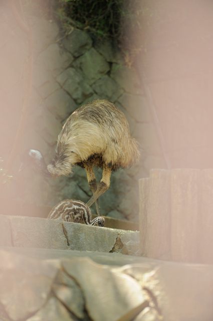 最奥部にあるオーストラリア園＆アジア園西部_c0081462_18092048.jpg