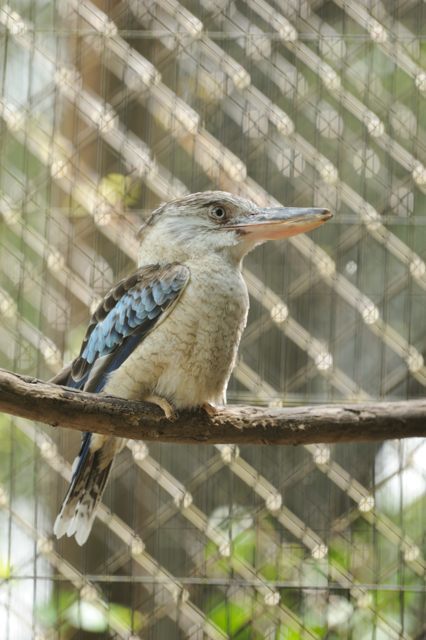 最奥部にあるオーストラリア園＆アジア園西部_c0081462_18094582.jpg