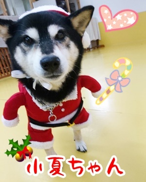 クリスマス先取り! 第2弾_f0357682_12371863.jpg