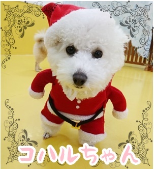 クリスマス先取り! 第2弾_f0357682_12372194.jpg
