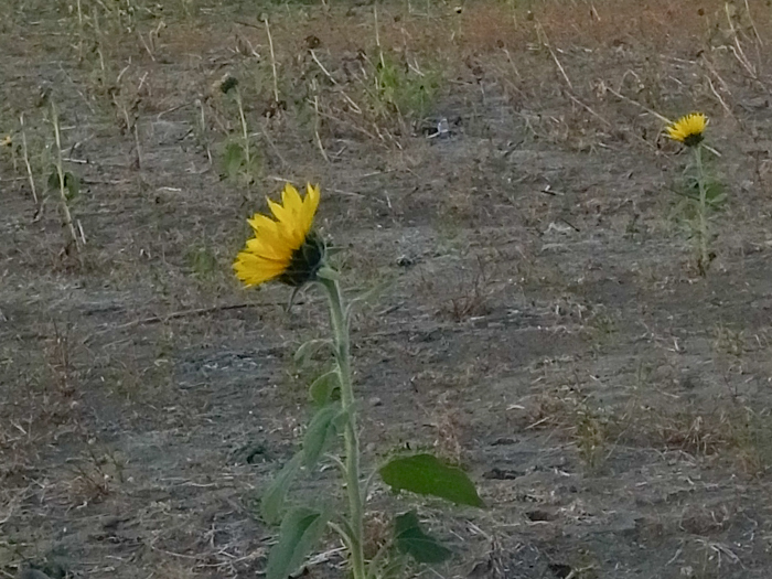 c0049299_22453200.jpg