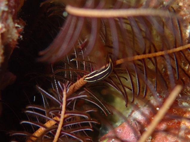 e0115199_16275916.jpg