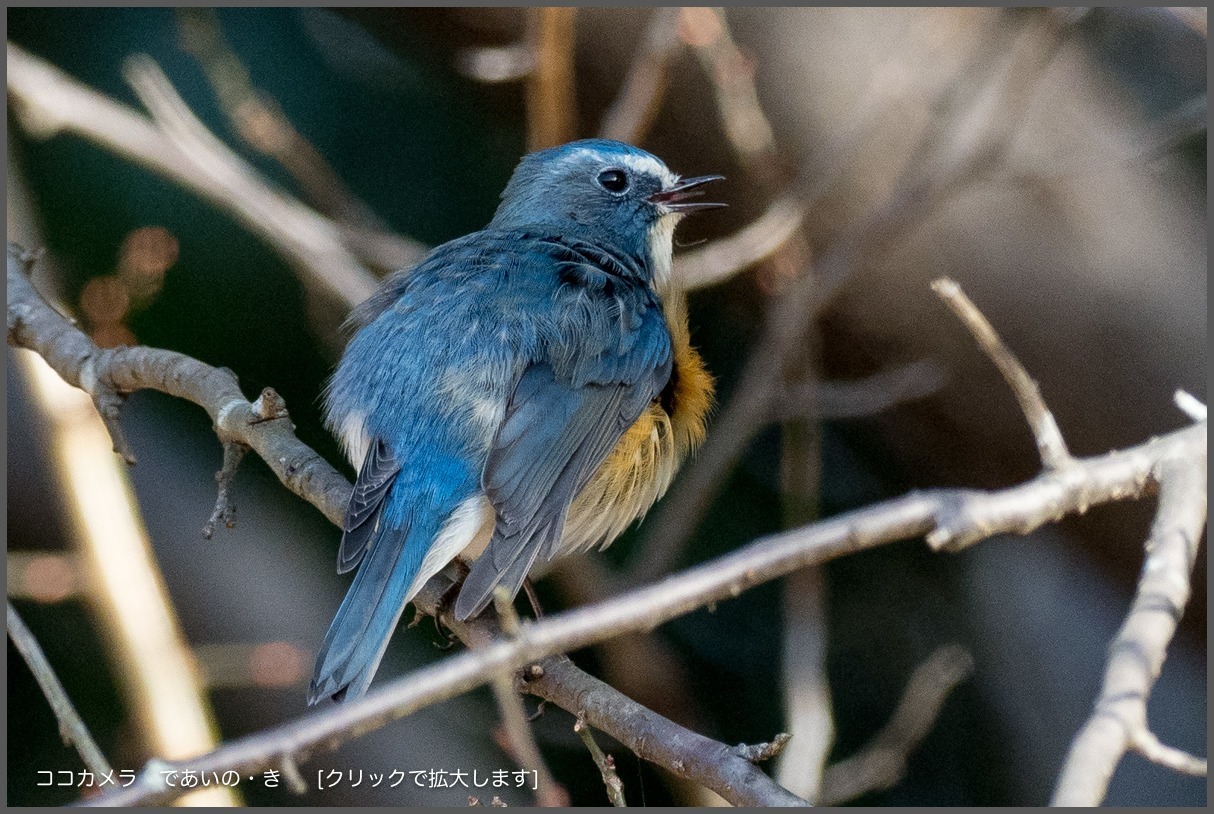 写真日記・ルリビタキ・イカル・アオゲラなど・2017.12.16-①_c0336400_21263028.jpg