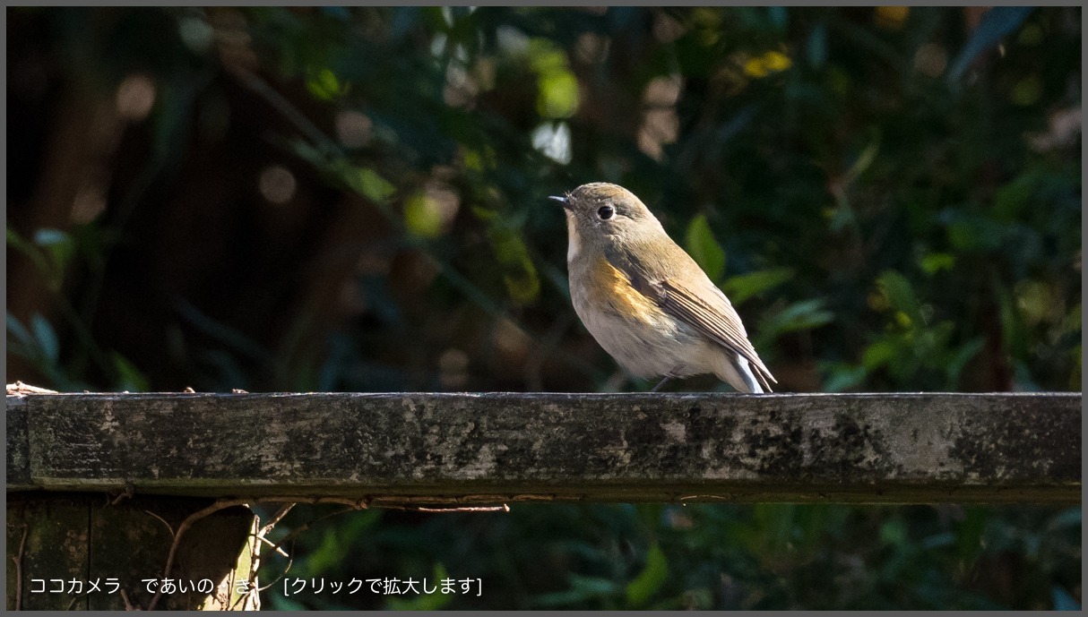 写真日記・ルリビタキ・イカル・アオゲラなど・2017.12.16-①_c0336400_21363901.jpg