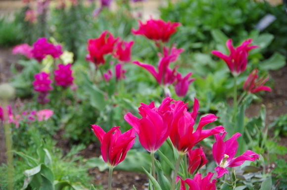 薔薇庭に植える花 季節の風を追いかけて 薔薇庭に植える花 季節の風を追いかけて