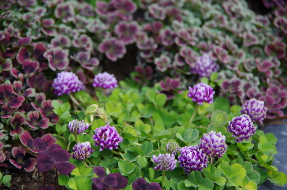 薔薇庭に植える花　Ⅳ_b0356401_20530820.jpg