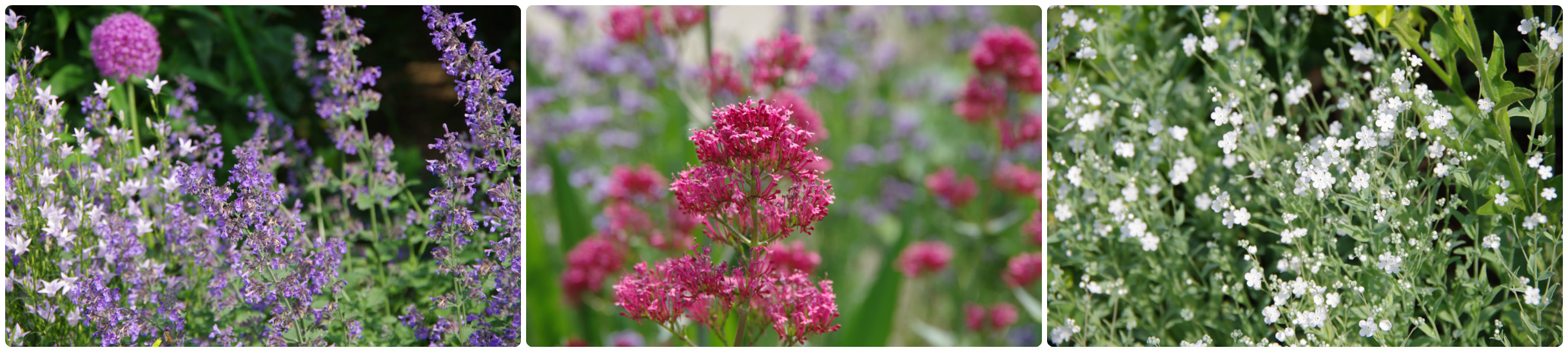 薔薇庭に植える花　Ⅳ_b0356401_20550684.jpg