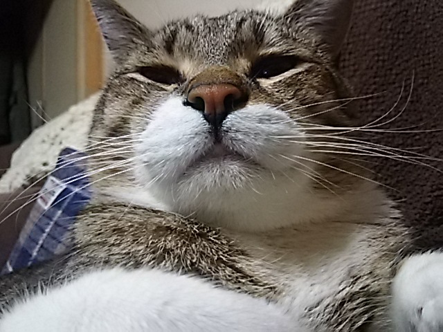 眠たい顔で一息_f0316507_09043460.jpg