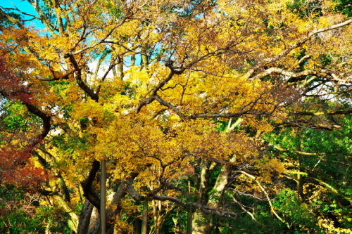 a0263109_10294900.jpg