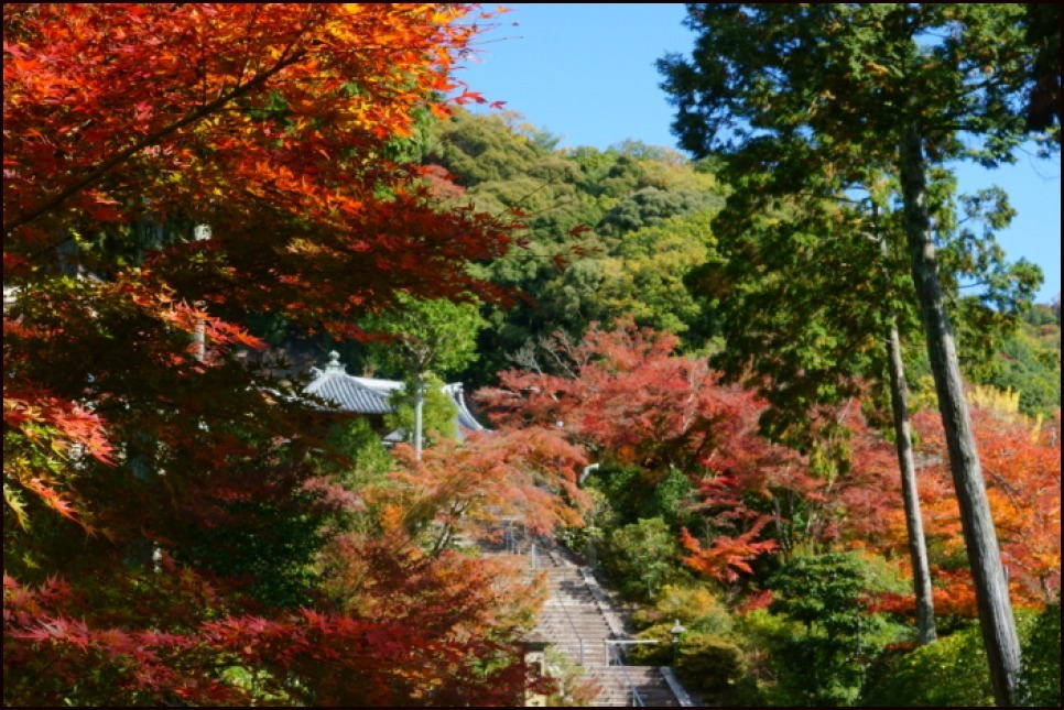 三室戸寺の紅葉_e0177413_10081257.jpg