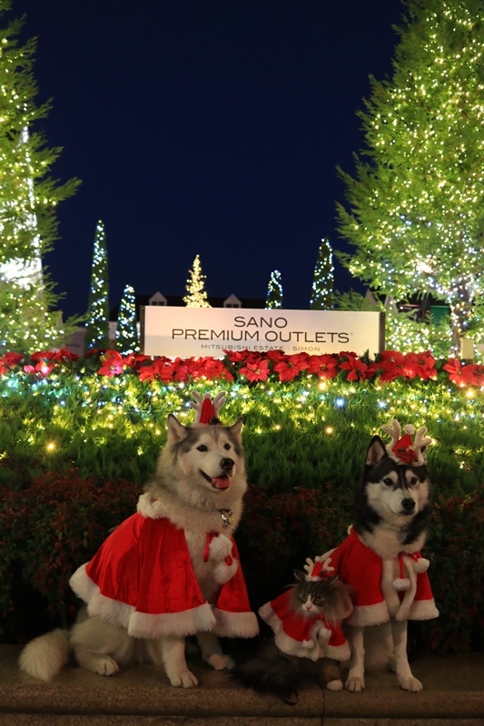 Season\'s Greetings !!_b0207615_17051328.jpg