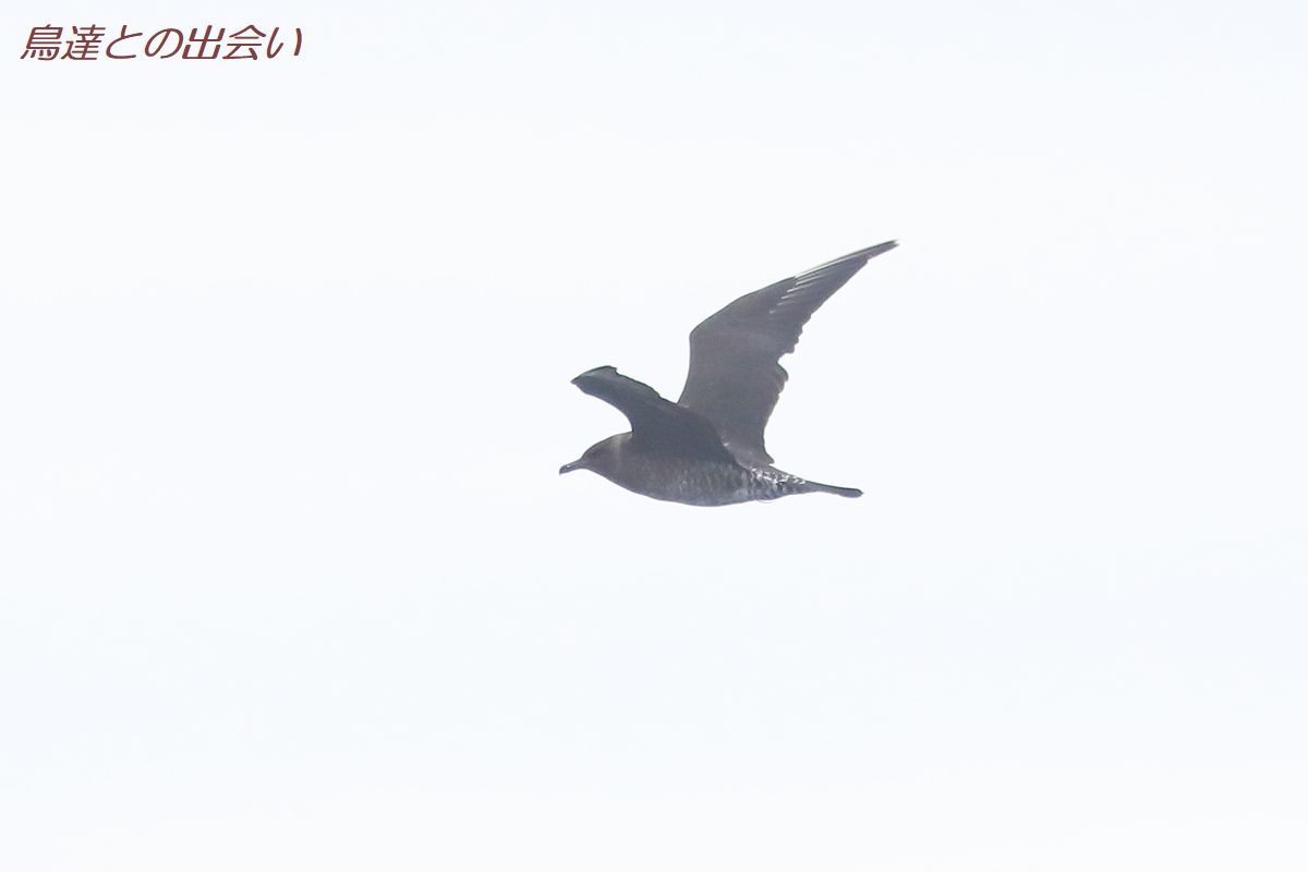 冬の苫小牧航路 ４ トウゾクカモメ Pomarine Skua ブログ鳥達との出会い